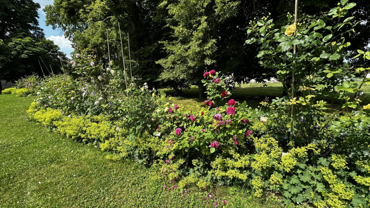 Na zámku v Nebílovech rozkvetly slavné růže