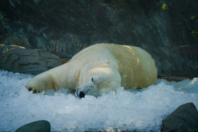 FOTOGALERIE: Ledové království v pražské zoo. Tuny kostek ochladily medvědy i bizony