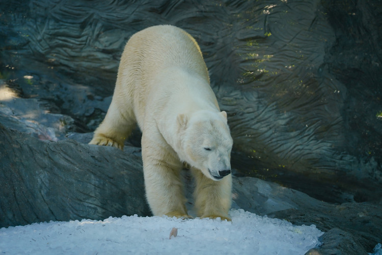 FOTOGALERIE: Ledové království v pražské zoo. Tuny kostek ochladily medvědy i bizony