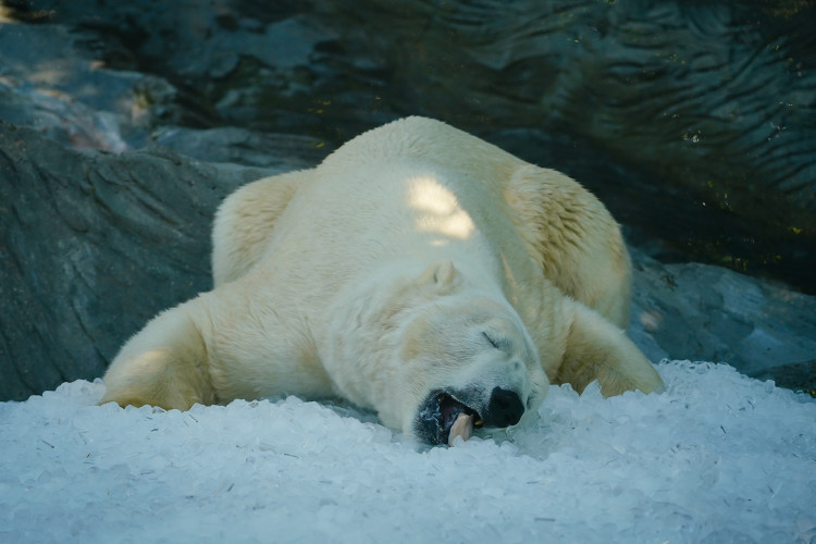 FOTOGALERIE: Ledové království v pražské zoo. Tuny kostek ochladily medvědy i bizony