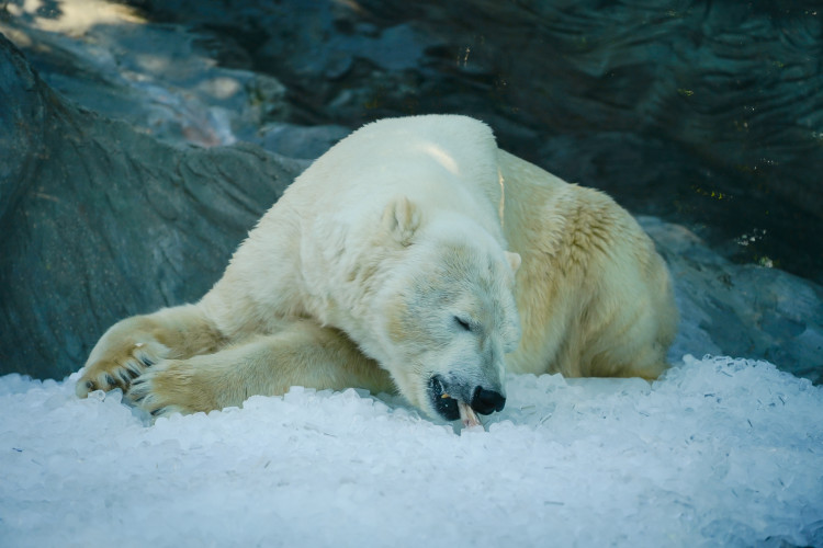 FOTOGALERIE: Ledové království v pražské zoo. Tuny kostek ochladily medvědy i bizony