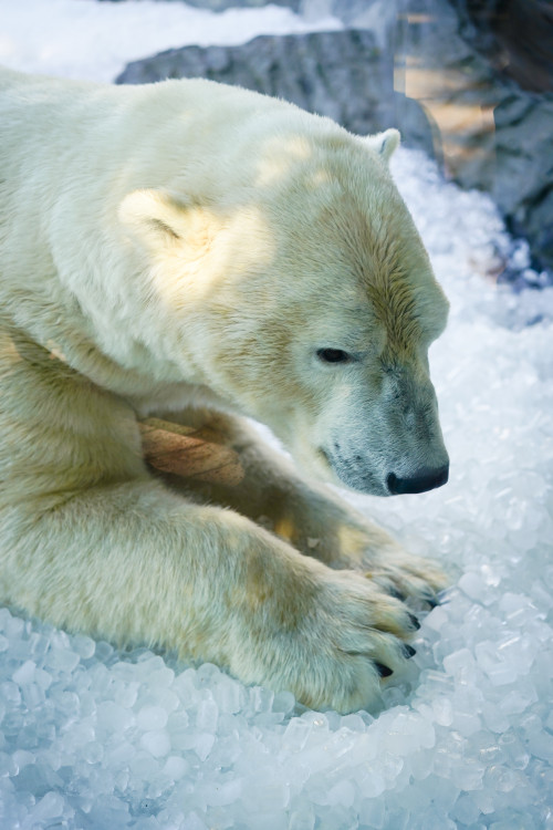 FOTOGALERIE: Ledové království v pražské zoo. Tuny kostek ochladily medvědy i bizony
