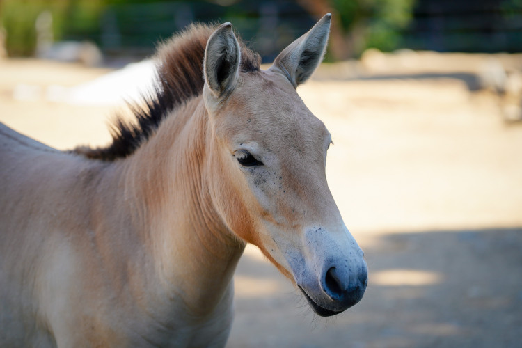 FOTOGALERIE: Ledové království v pražské zoo. Tuny kostek ochladily medvědy i bizony