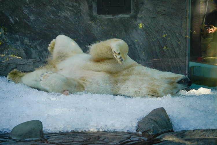 FOTOGALERIE: Ledové království v pražské zoo. Tuny kostek ochladily medvědy i bizony