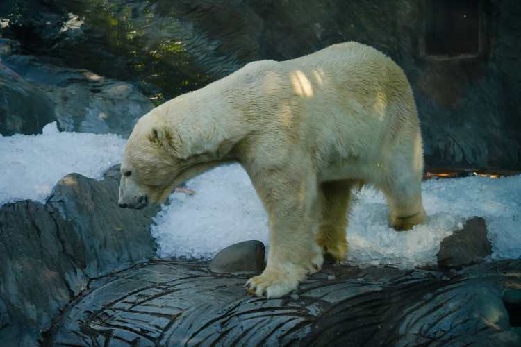 FOTOGALERIE: Ledové království v pražské zoo. Tuny kostek ochladily medvědy i bizony