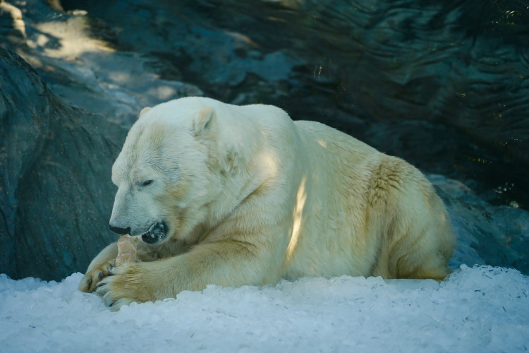 FOTOGALERIE: Ledové království v pražské zoo. Tuny kostek ochladily medvědy i bizony
