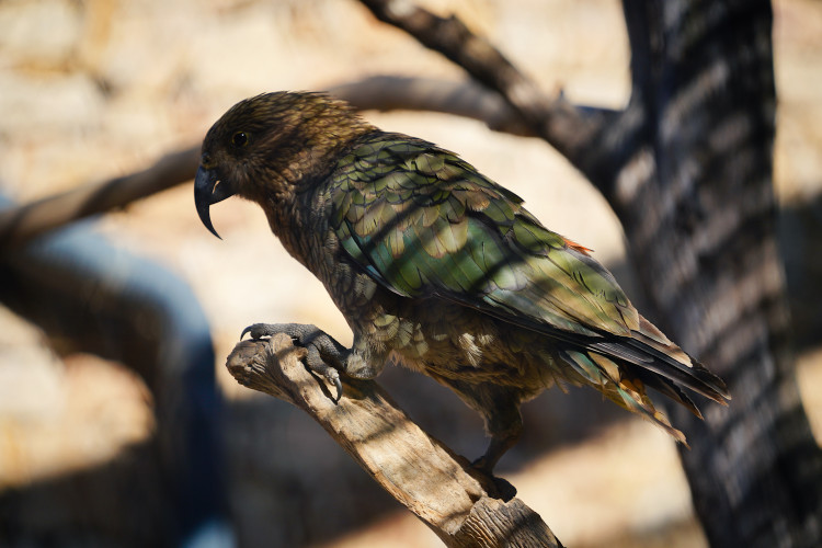 FOTOGALERIE: Ledové království v pražské zoo. Tuny kostek ochladily medvědy i bizony