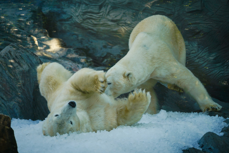 FOTOGALERIE: Ledové království v pražské zoo. Tuny kostek ochladily medvědy i bizony