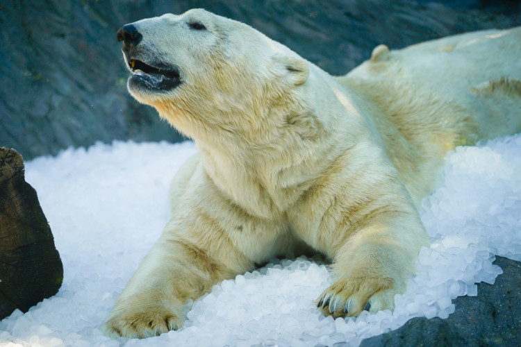 FOTOGALERIE: Ledové království v pražské zoo. Tuny kostek ochladily medvědy i bizony