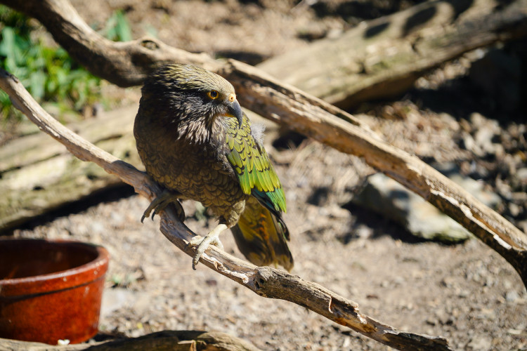 FOTOGALERIE: Ledové království v pražské zoo. Tuny kostek ochladily medvědy i bizony