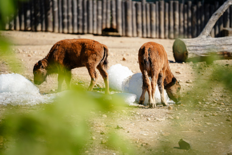 FOTOGALERIE: Ledové království v pražské zoo. Tuny kostek ochladily medvědy i bizony