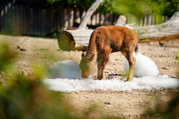 FOTOGALERIE: Ledové království v pražské zoo. Tuny kostek ochladily medvědy i bizony