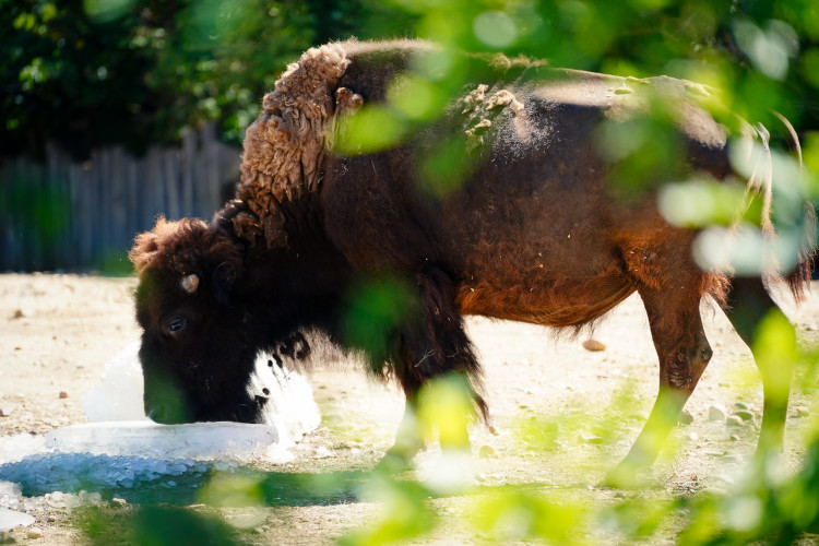 FOTOGALERIE: Ledové království v pražské zoo. Tuny kostek ochladily medvědy i bizony