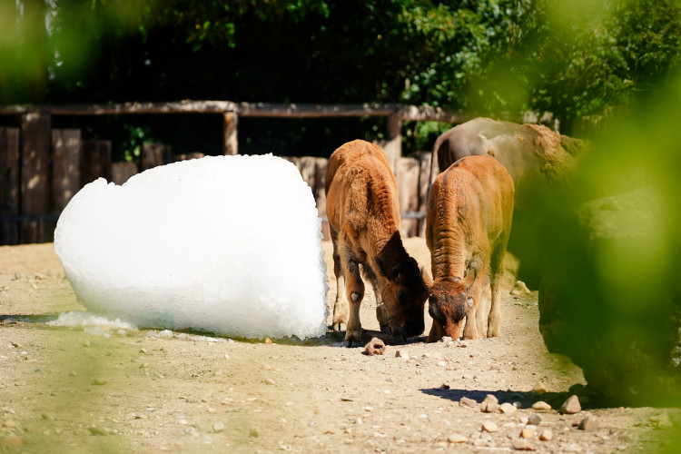 FOTOGALERIE: Ledové království v pražské zoo. Tuny kostek ochladily medvědy i bizony
