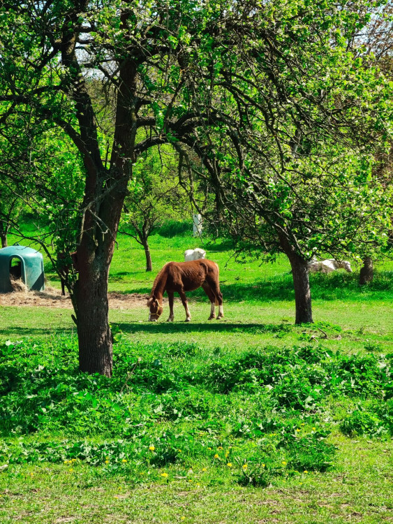 FOTOGALERIE: Rozhledna v Tučíně byla otevřená loni na podzim