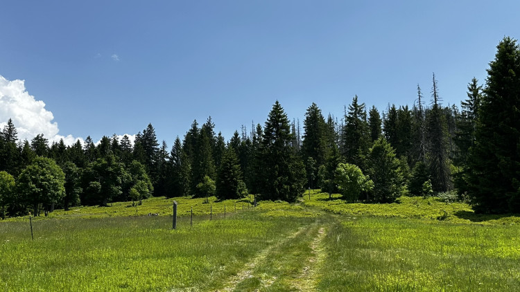Vysokohorská pastvina v Bavorském lese