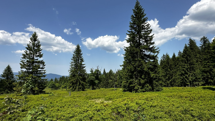 Vysokohorská pastvina v Bavorském lese