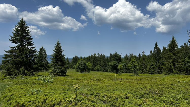 Vysokohorská pastvina v Bavorském lese