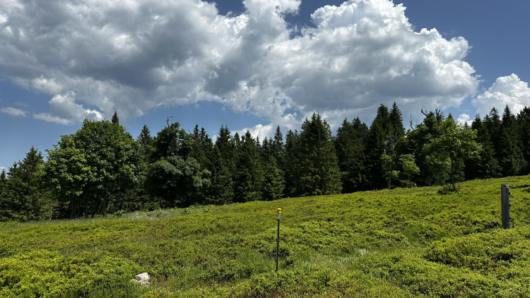 Vysokohorská pastvina v Bavorském lese