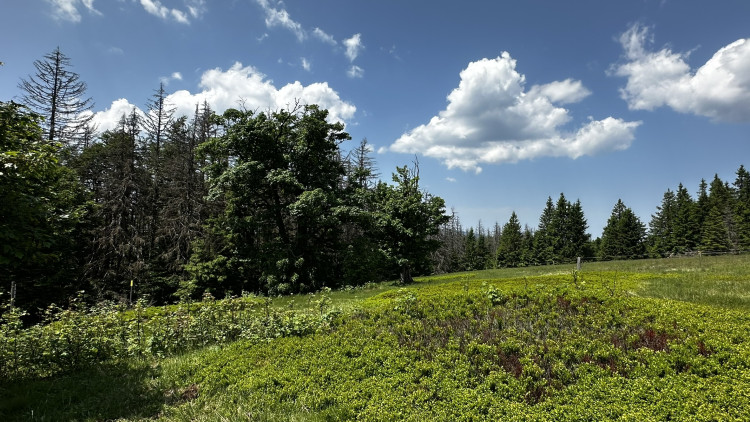 Vysokohorská pastvina v Bavorském lese