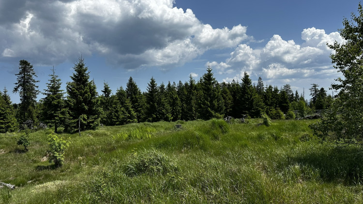 Vysokohorská pastvina v Bavorském lese