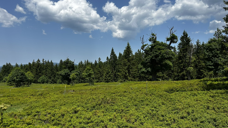 Vysokohorská pastvina v Bavorském lese