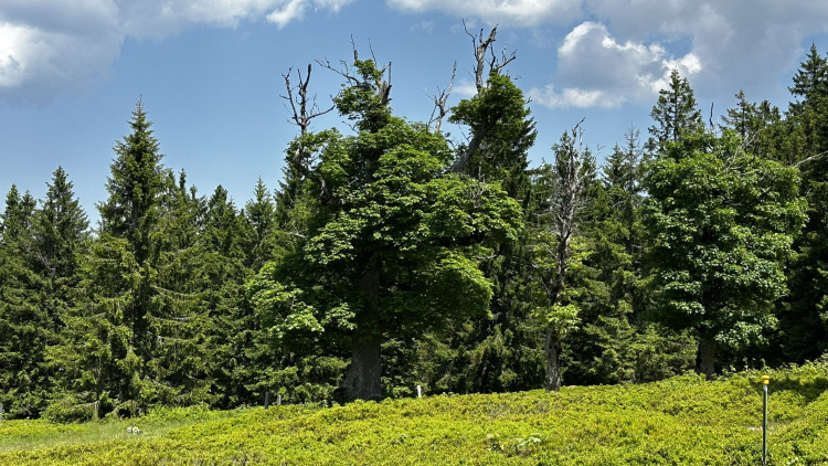Vysokohorská pastvina v Bavorském lese