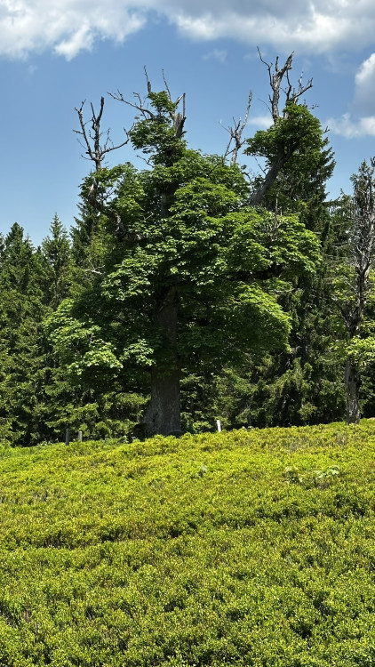 Vysokohorská pastvina v Bavorském lese