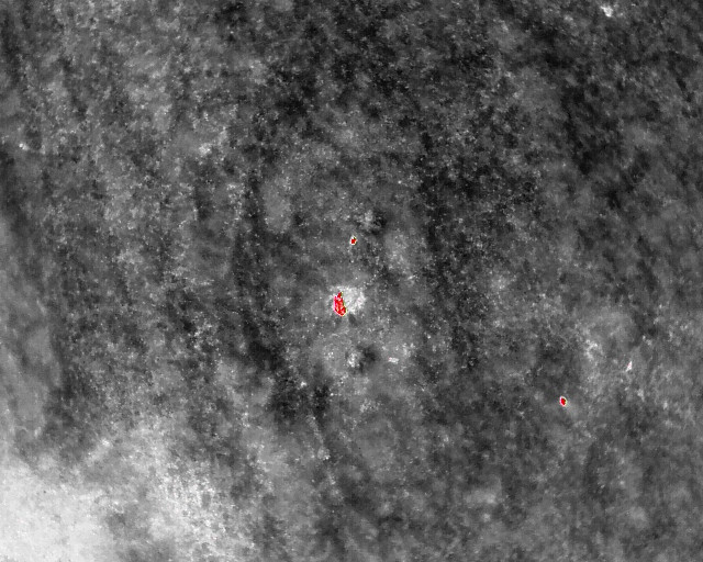 Letos jsme zachránili 111 srnčat před sečí, popisuje myslivec Roman Okrouhlý