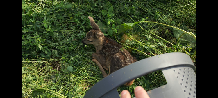 Letos jsme zachránili 111 srnčat před sečí, popisuje myslivec Roman Okrouhlý