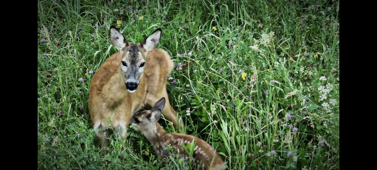 Letos jsme zachránili 111 srnčat před sečí, popisuje myslivec Roman Okrouhlý