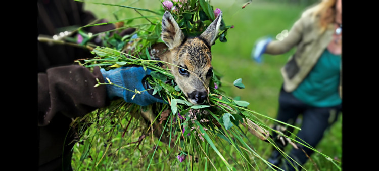 Letos jsme zachránili 111 srnčat před sečí, popisuje myslivec Roman Okrouhlý