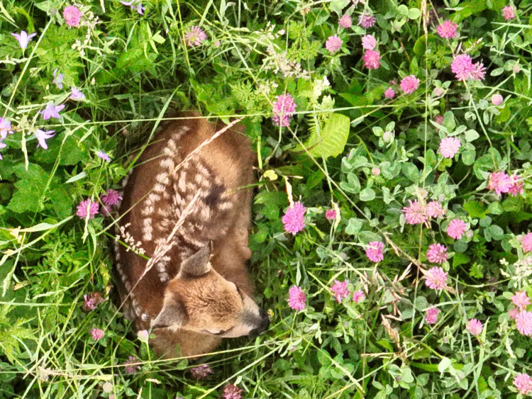 Letos jsme zachránili 111 srnčat před sečí, popisuje myslivec Roman Okrouhlý