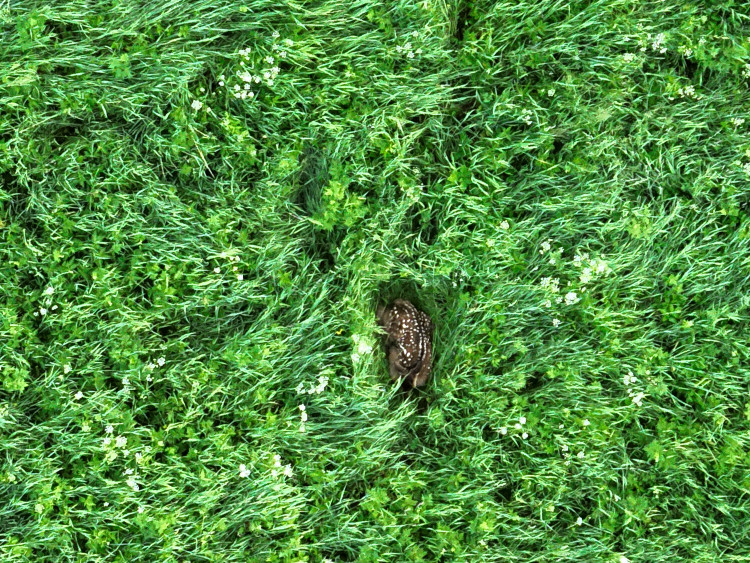 Letos jsme zachránili 111 srnčat před sečí, popisuje myslivec Roman Okrouhlý