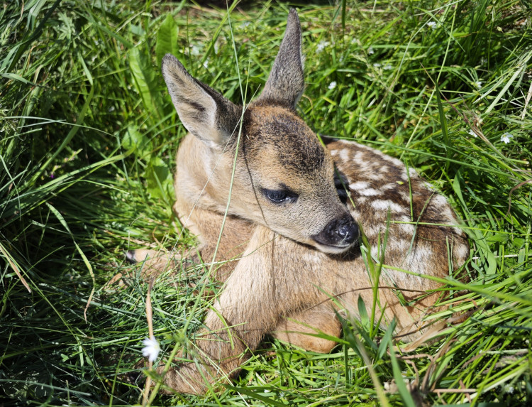 Letos jsme zachránili 111 srnčat před sečí, popisuje myslivec Roman Okrouhlý