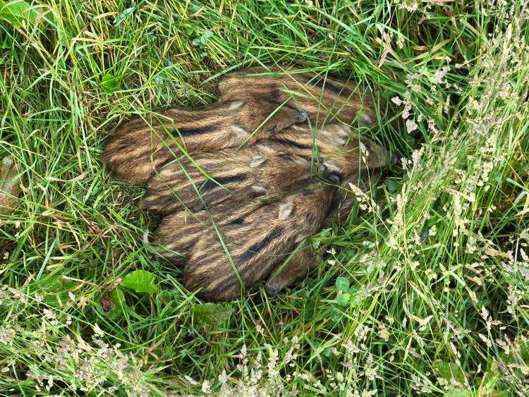 Letos jsme zachránili 111 srnčat před sečí, popisuje myslivec Roman Okrouhlý