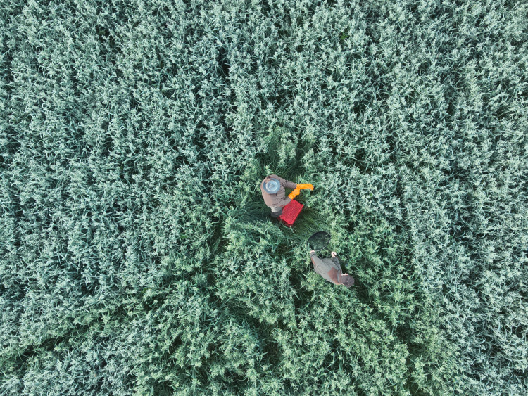 Letos jsme zachránili 111 srnčat před sečí, popisuje myslivec Roman Okrouhlý