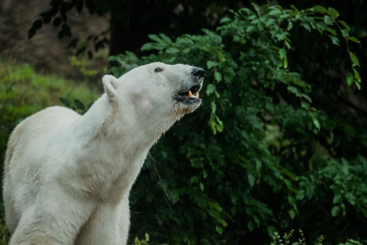 FOTOGALERIE: Cora se dočkala. Milovaná lední medvědice z Brna si užívá výběh i bazén