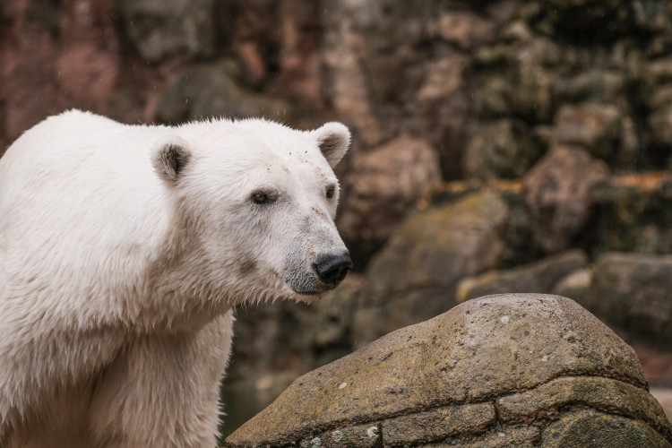 FOTOGALERIE: Cora se dočkala. Milovaná lední medvědice z Brna si užívá výběh i bazén