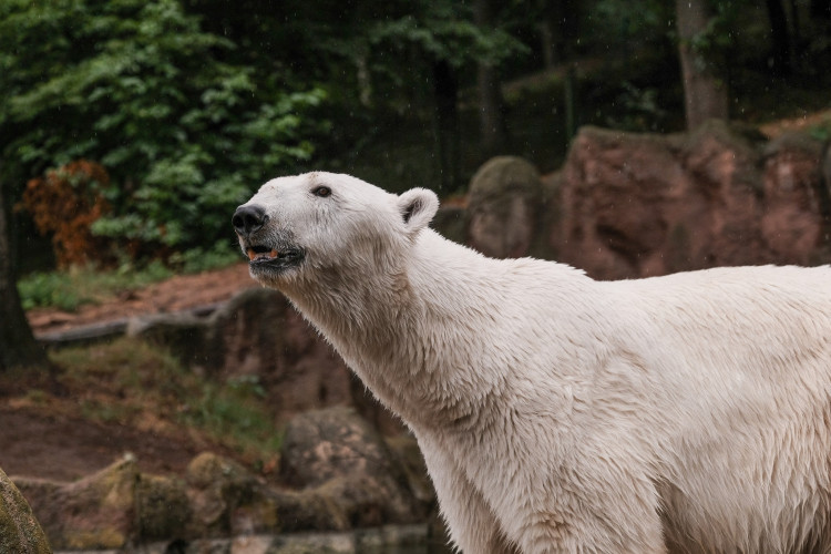 FOTOGALERIE: Cora se dočkala. Milovaná lední medvědice z Brna si užívá výběh i bazén