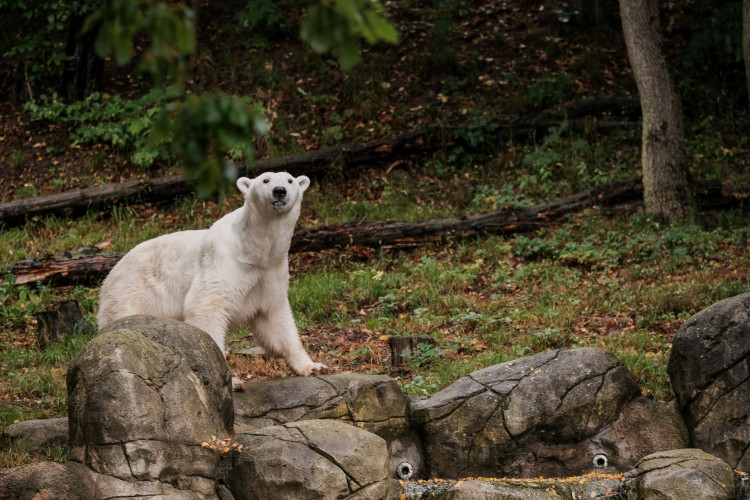 FOTOGALERIE: Cora se dočkala. Milovaná lední medvědice z Brna si užívá výběh i bazén