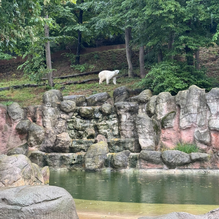 FOTOGALERIE: Cora se dočkala. Milovaná lední medvědice z Brna si užívá výběh i bazén