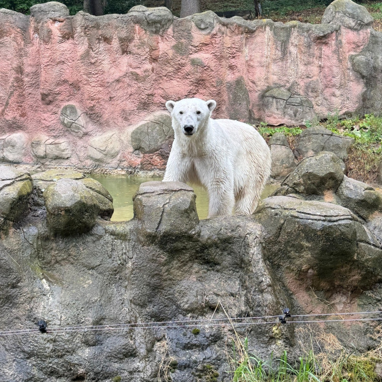 FOTOGALERIE: Cora se dočkala. Milovaná lední medvědice z Brna si užívá výběh i bazén