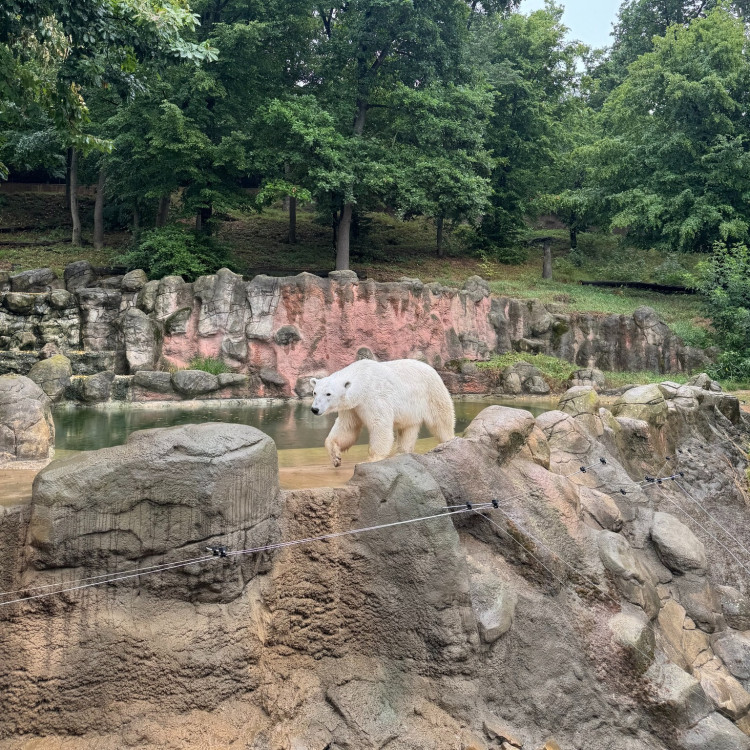 FOTOGALERIE: Cora se dočkala. Milovaná lední medvědice z Brna si užívá výběh i bazén