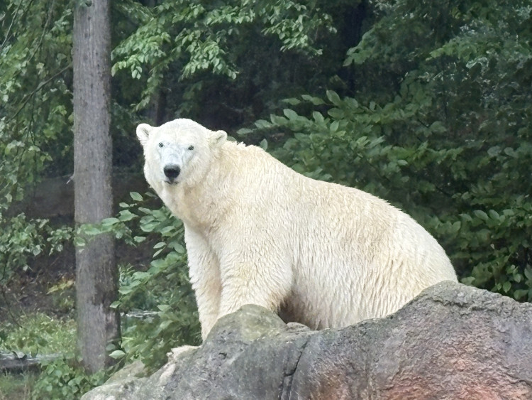 FOTOGALERIE: Lední medvědice v brněnské zoo