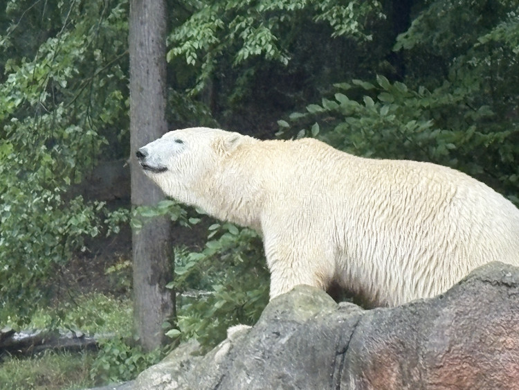FOTOGALERIE: Lední medvědice v brněnské zoo