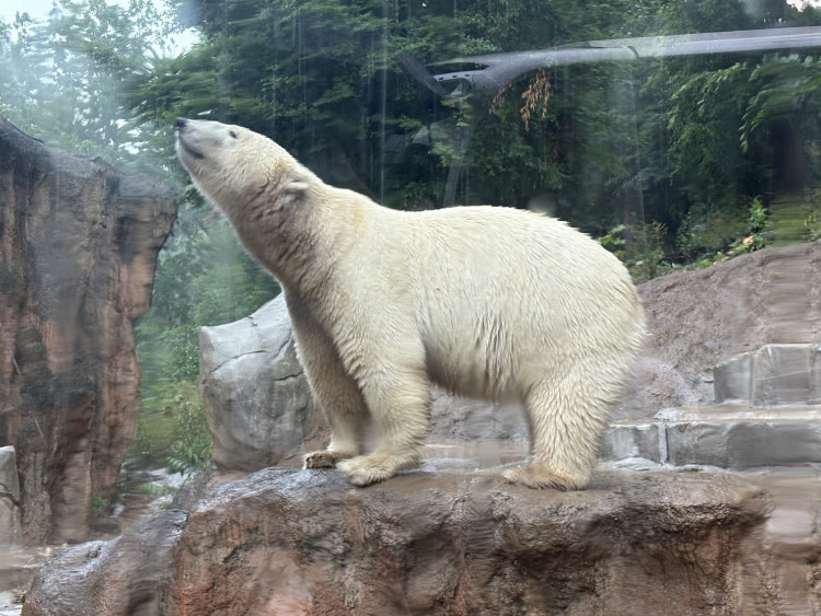 FOTOGALERIE: Lední medvědice v brněnské zoo