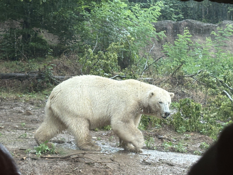 FOTOGALERIE: Lední medvědice v brněnské zoo
