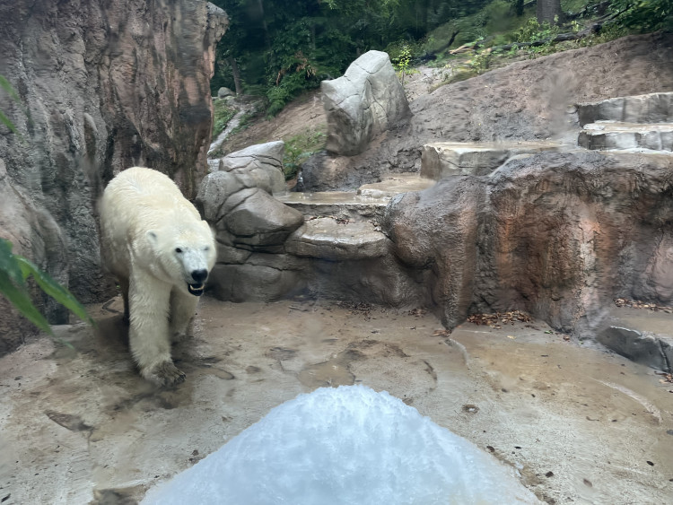FOTOGALERIE: Lední medvědice v brněnské zoo