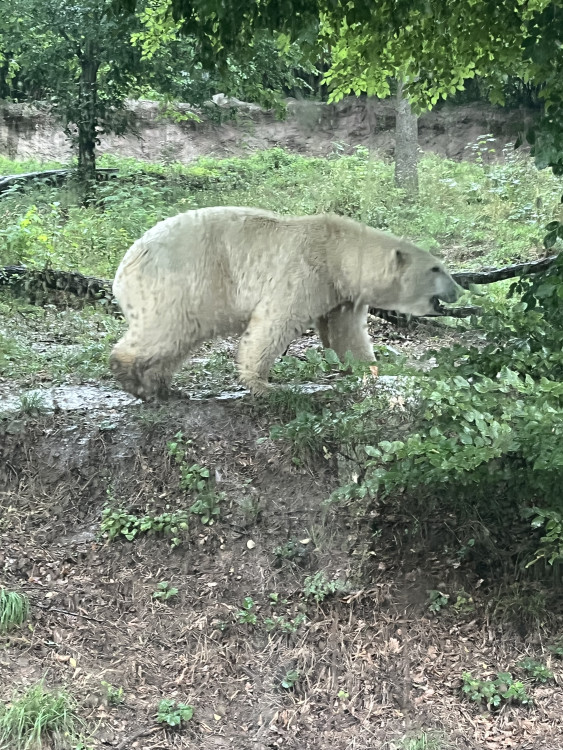 FOTOGALERIE: Lední medvědice v brněnské zoo